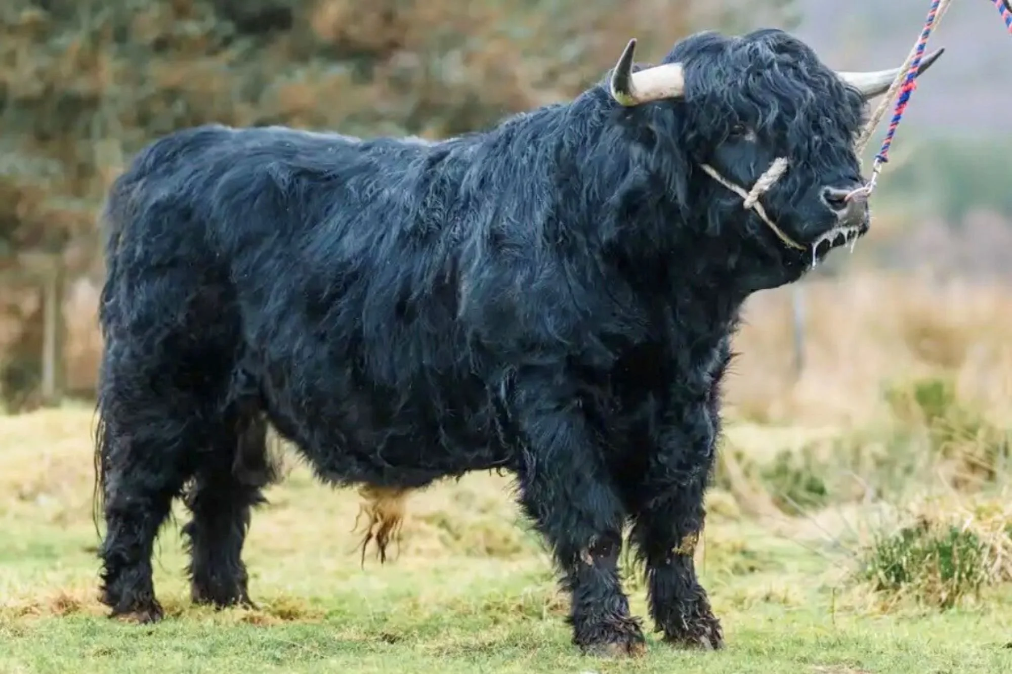 Lot 42 - Uisdean of Cragganvallie