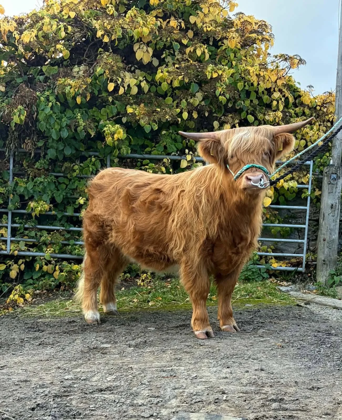 Heidi of Allanfearn