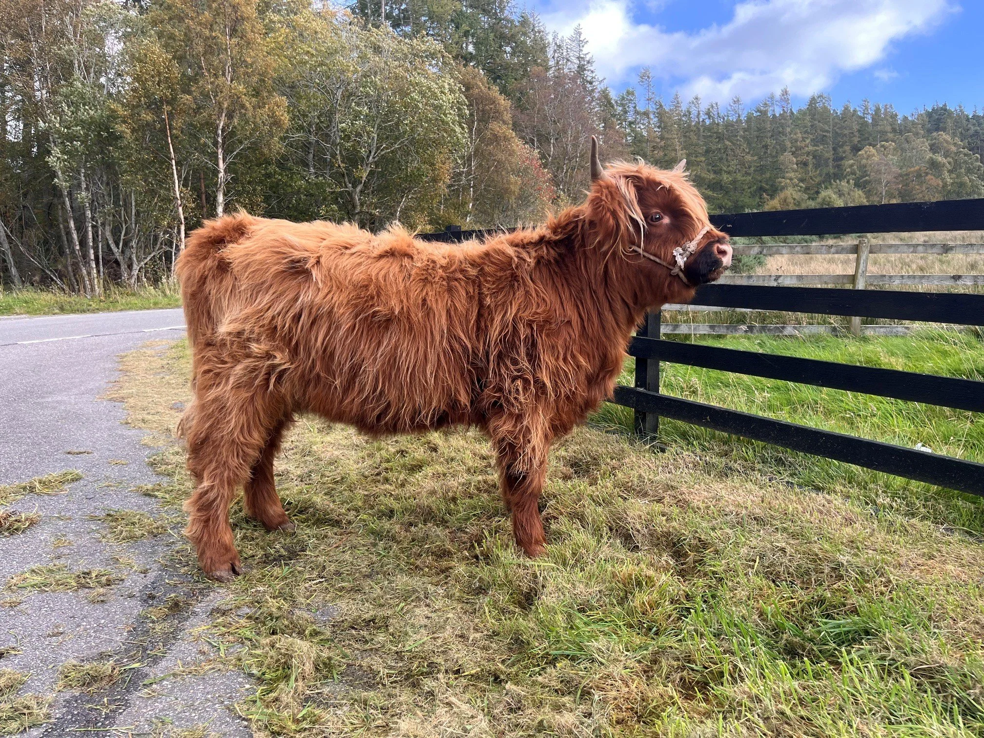 Lady Jane Roma 5th of Cragganvallie