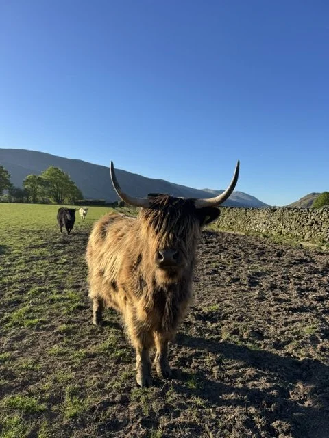 burns-fold-heifers-for-sale-1.jpeg