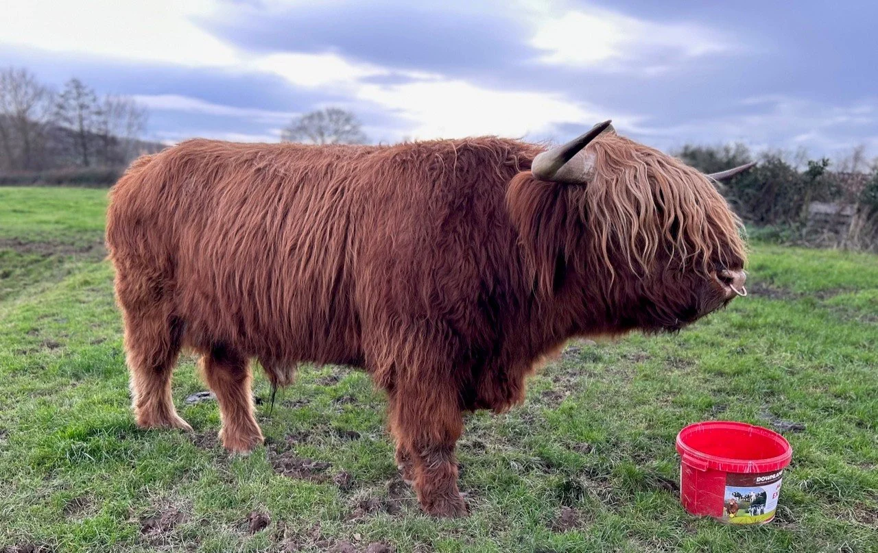 Alexander 1st of Harris