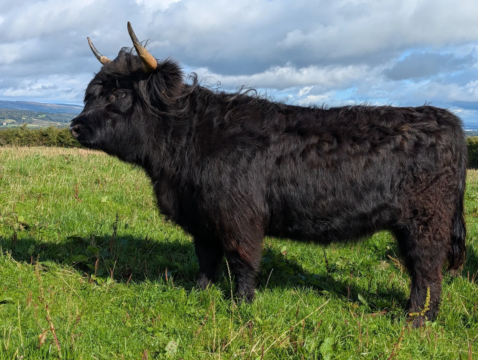 Harriet 4th of Killochries Fold