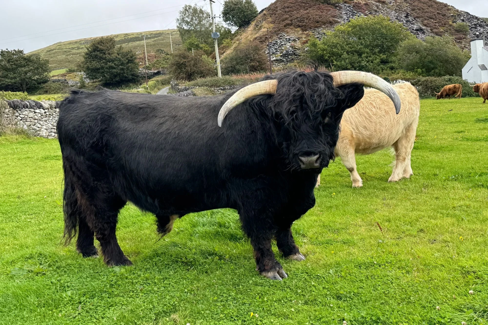 Coirneal Dubh of Mottistone