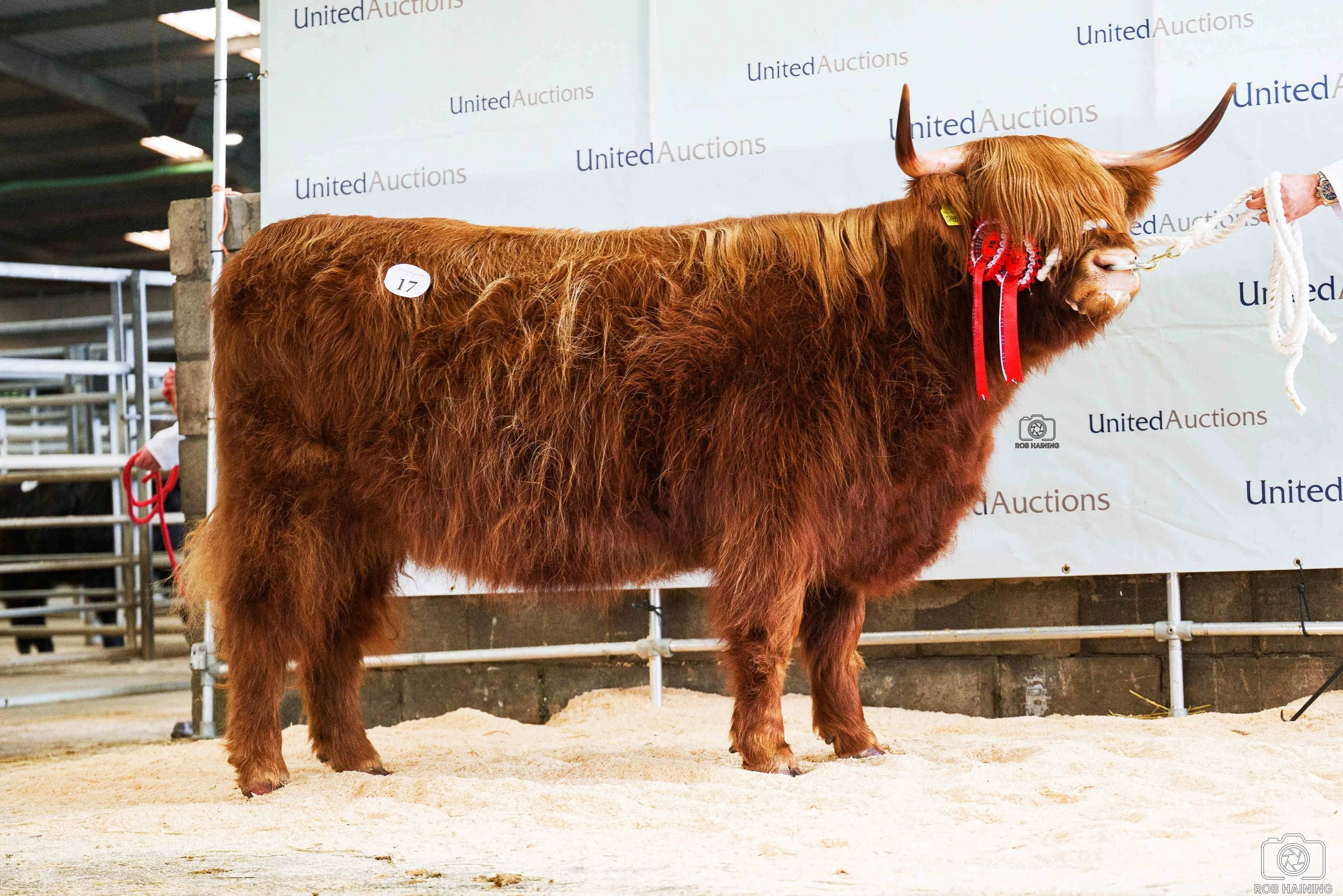 Reserve champion Isabella of Ranch