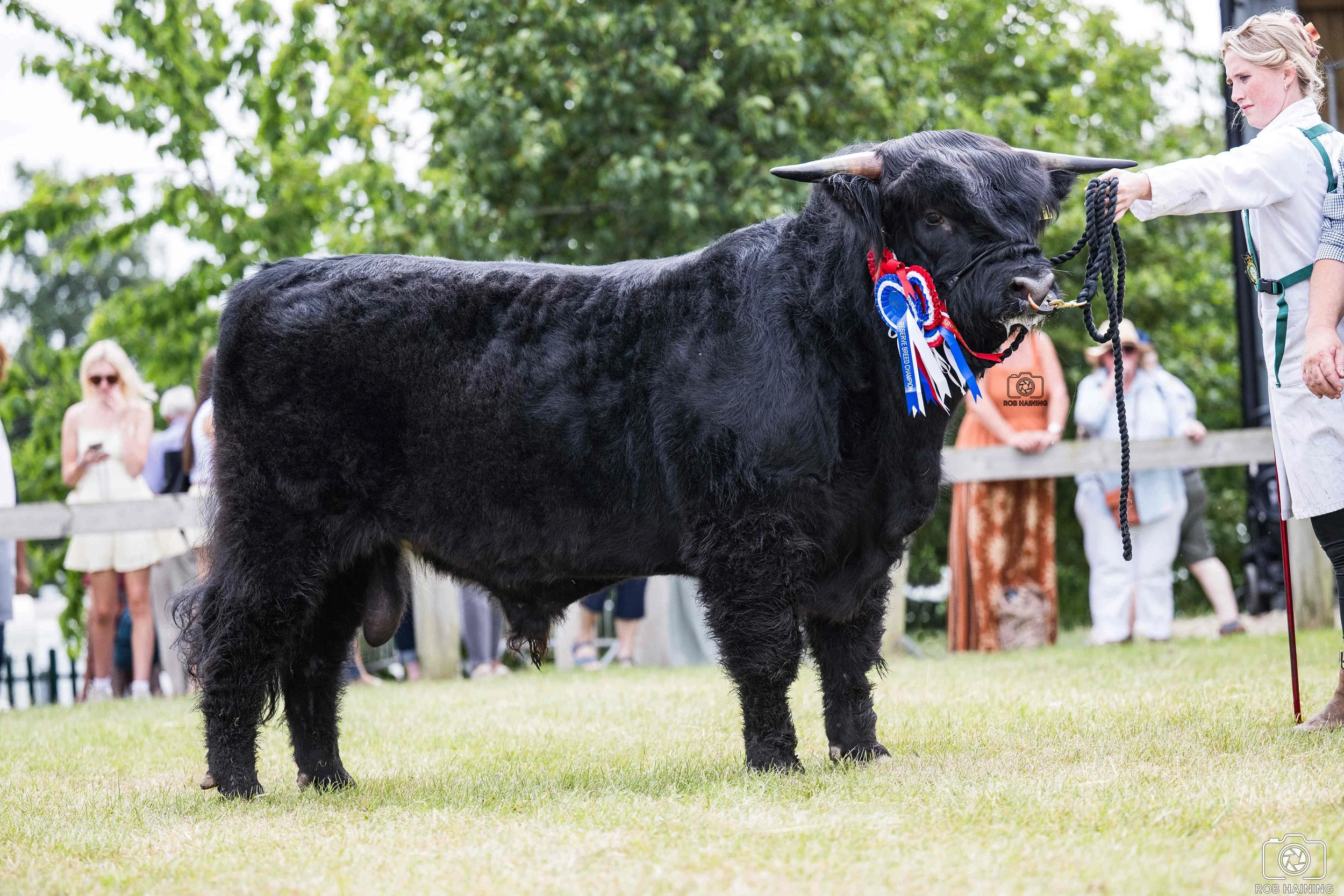 Reserve champion, Figgy of Thelbridge Hall in the ring