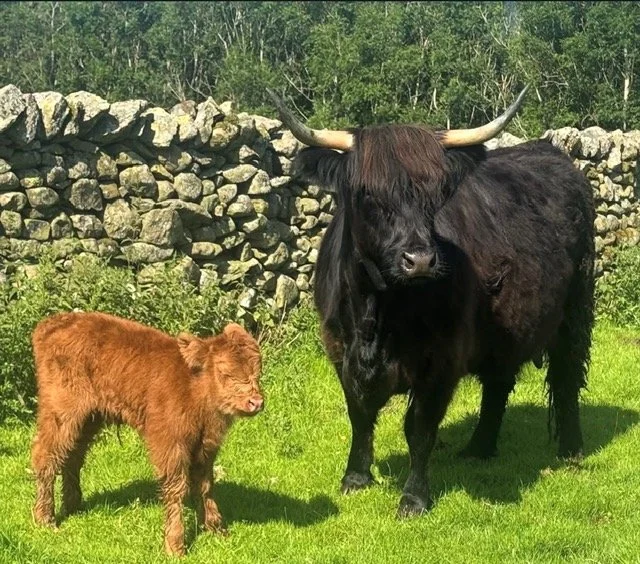 burns-fold-heifers-for-sale-4.jpeg