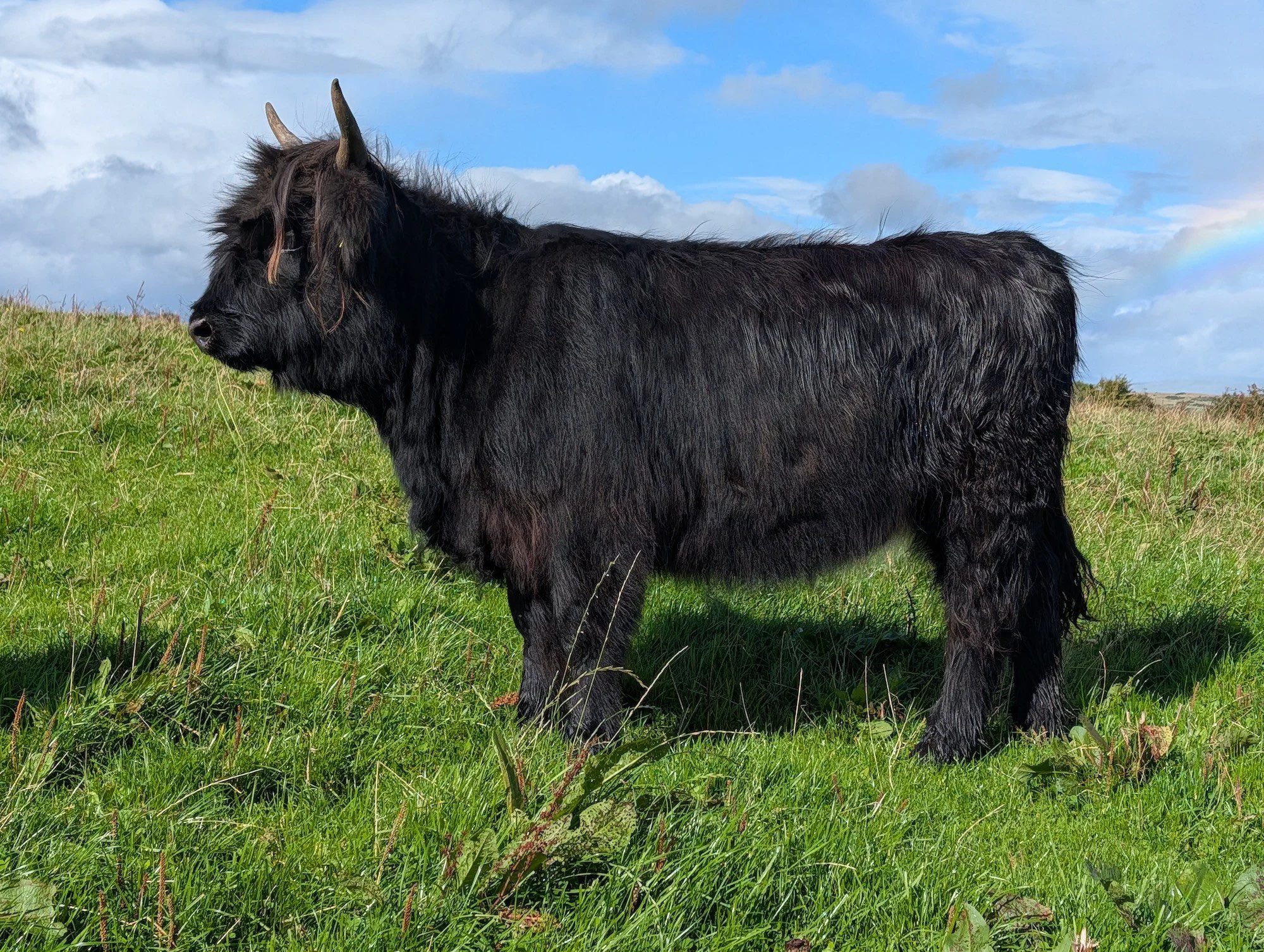 Bess 16th of Killochries