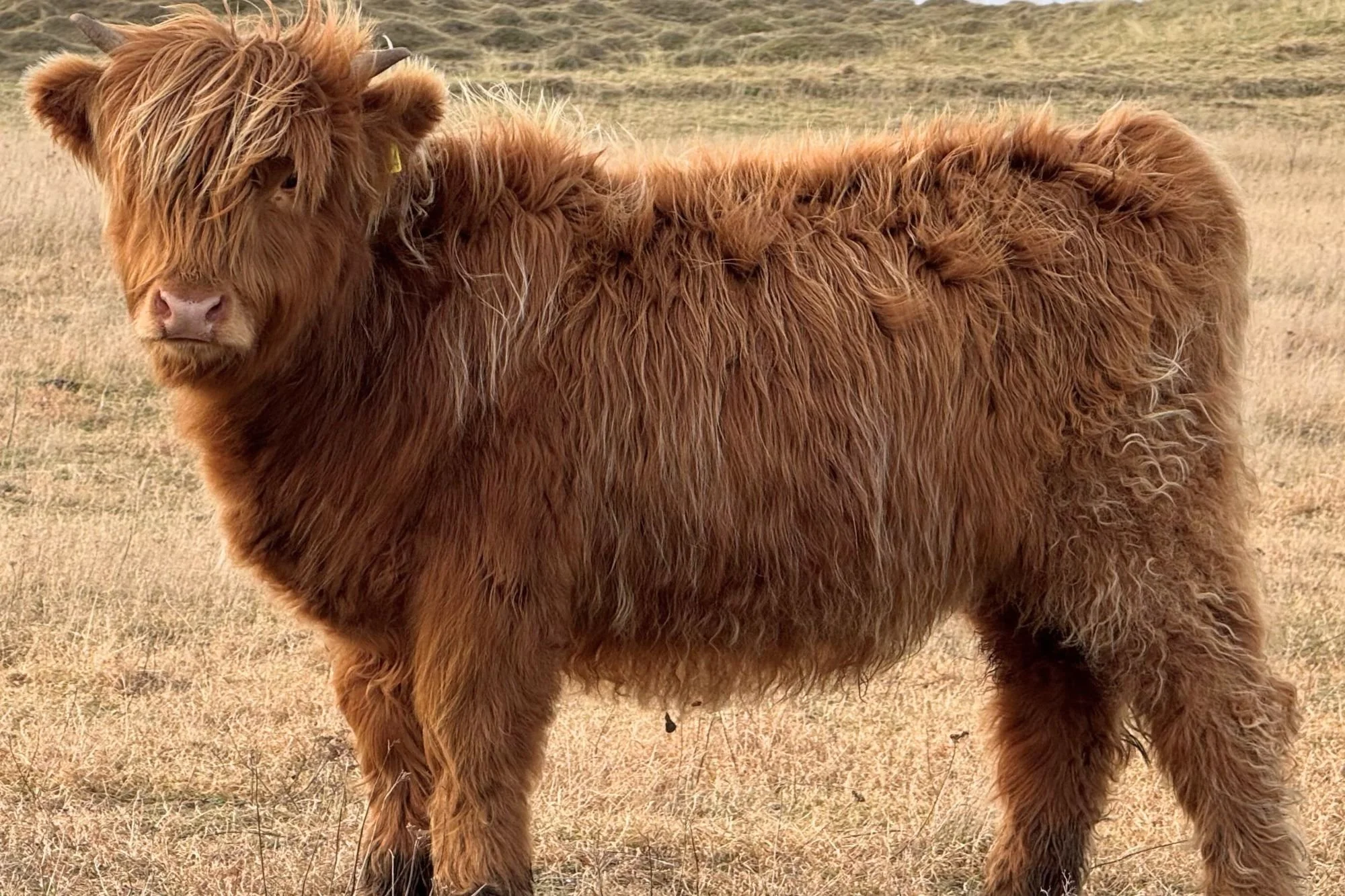 Lot 78 - Muran Mosscastle Ruadh of Ardbhan