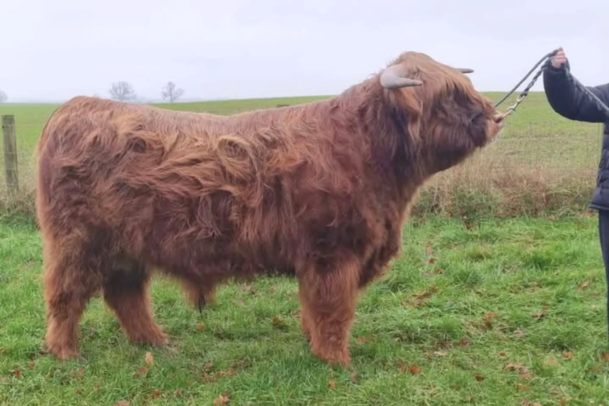 Lot 10 - Ivor of Douglas