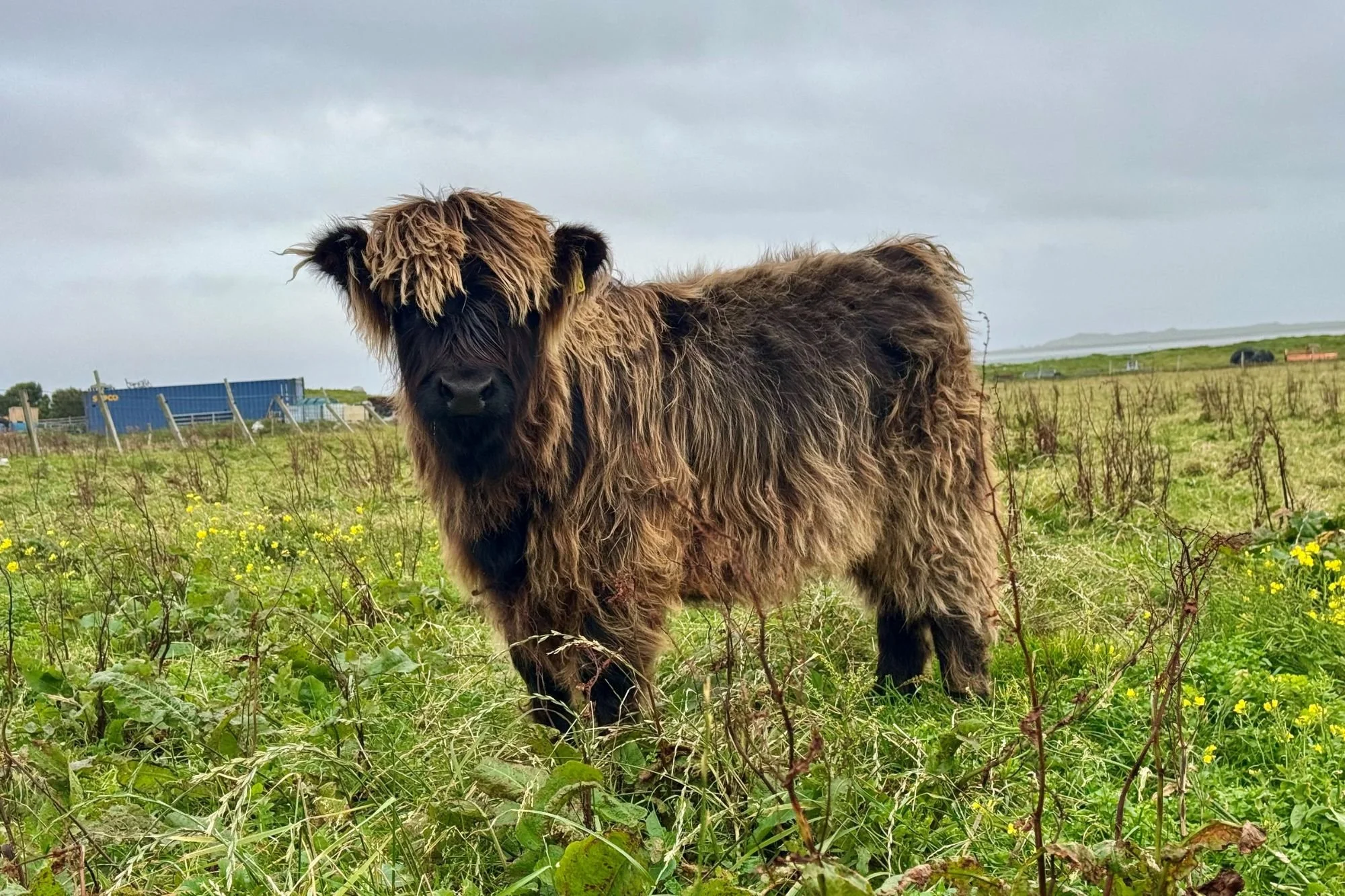 Lot 110 - Myra Muirneag of Ardbhan