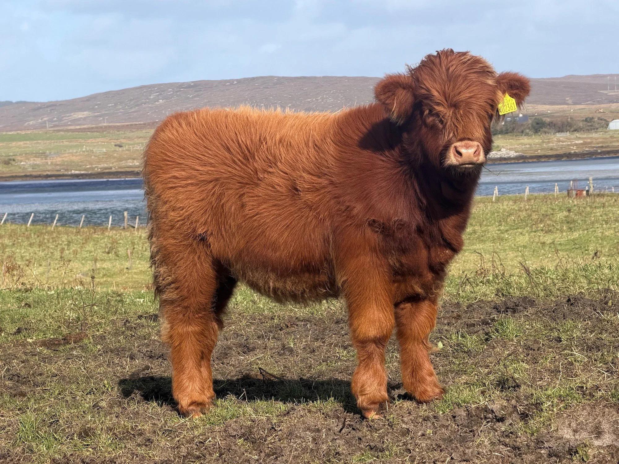 Lot 64 - Fraochan Faoilte of Ardbhan