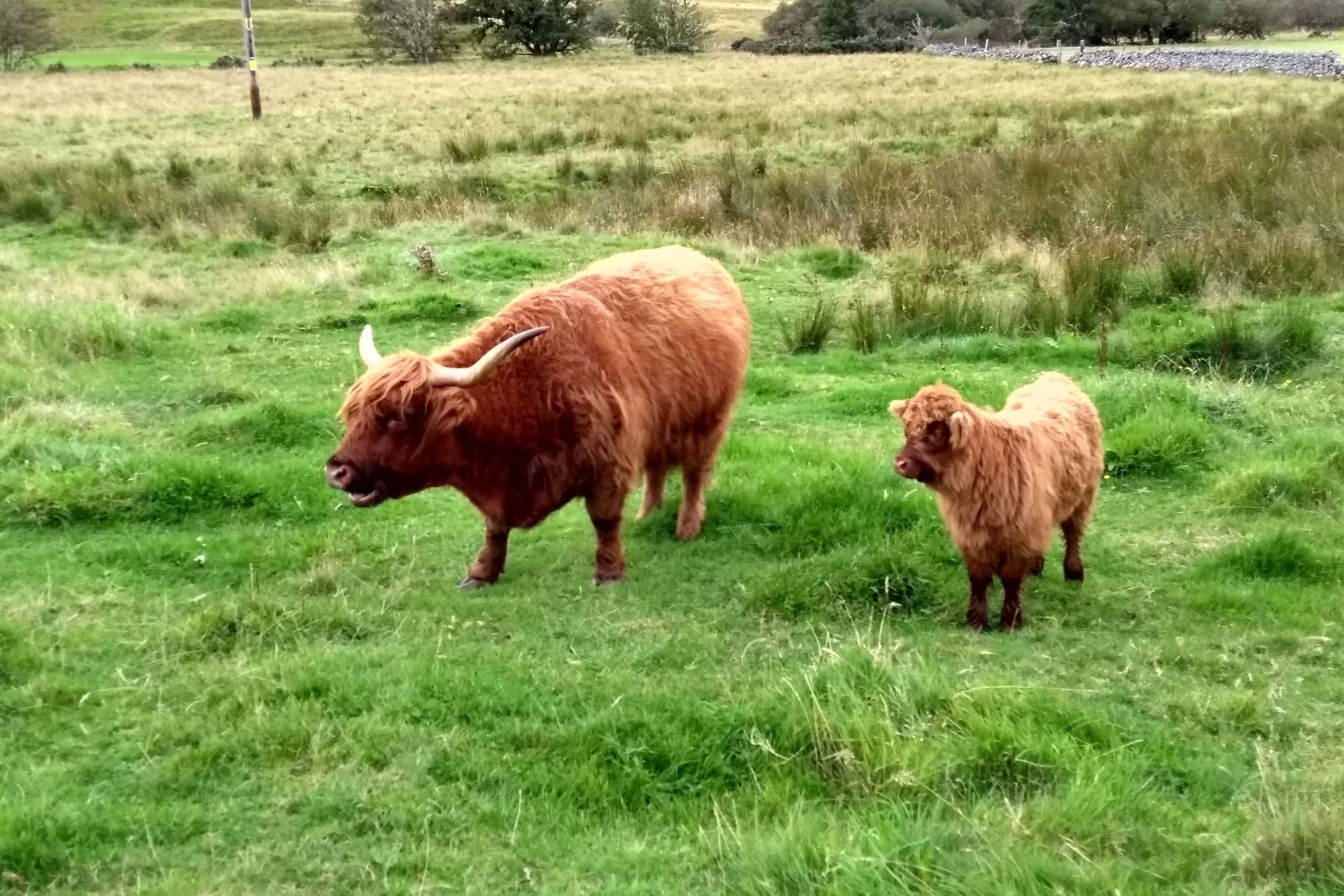 Cow with calf-at-foot for sale (Sutherland)