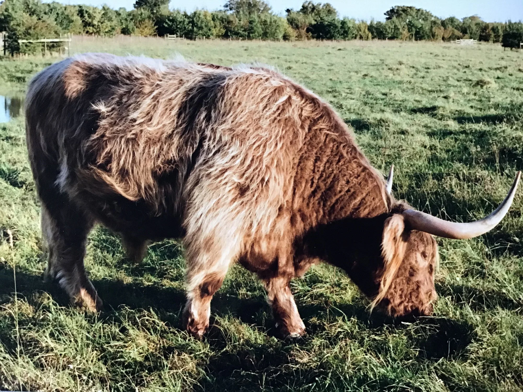 Steers for sale (Suffolk) — Highland Cattle Society