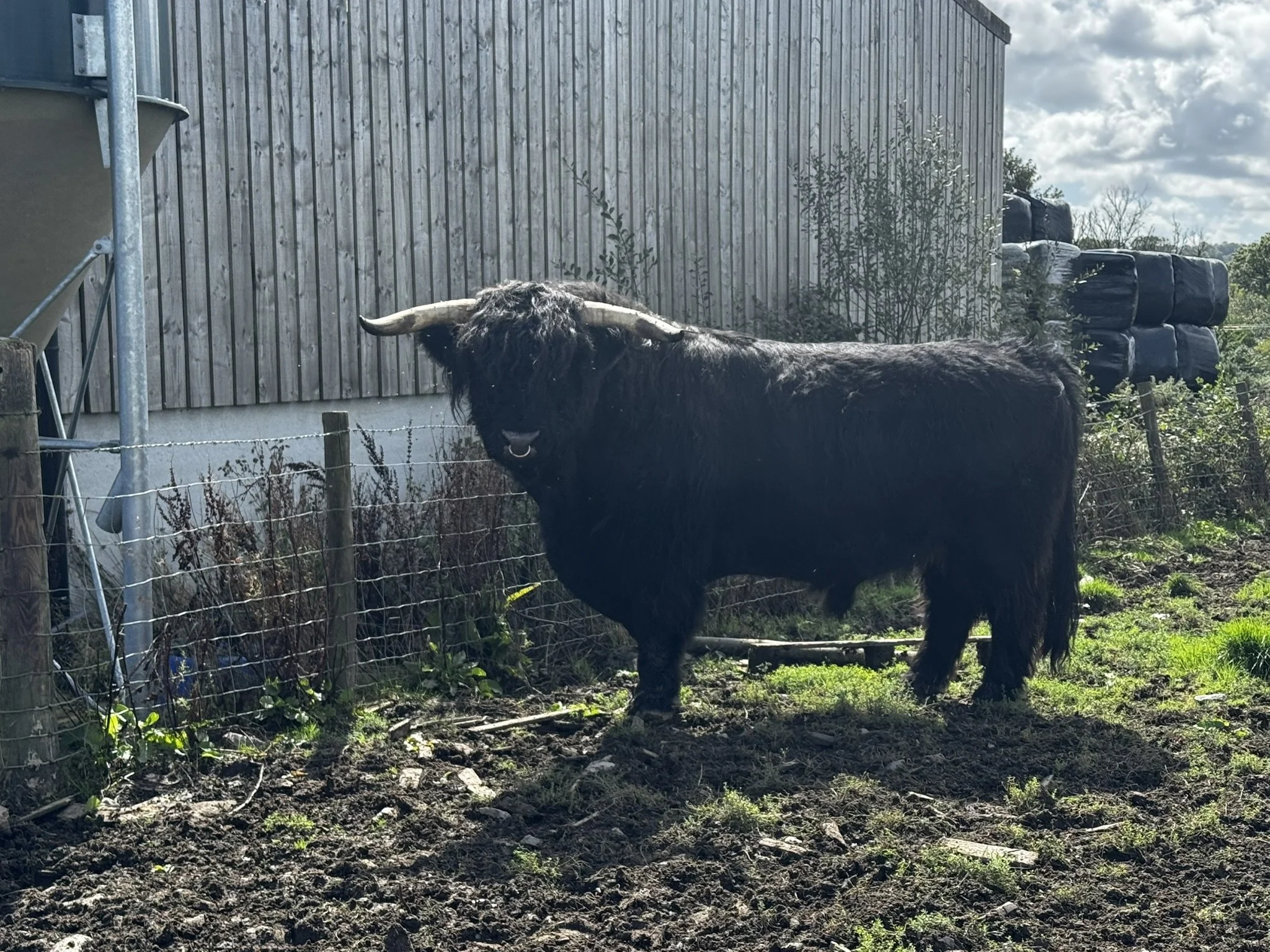 Magnus Dubh 2nd of Leys