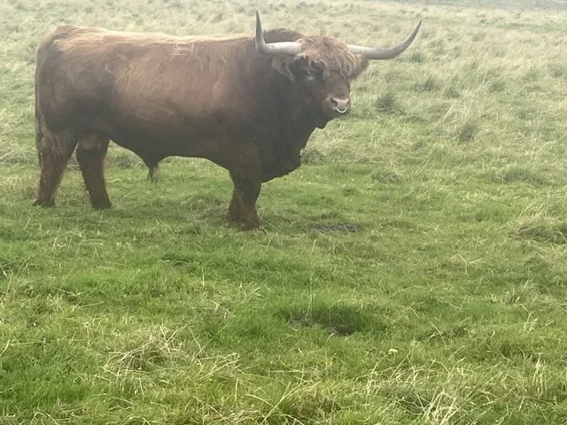 Peedie Mac of Balfour Castle