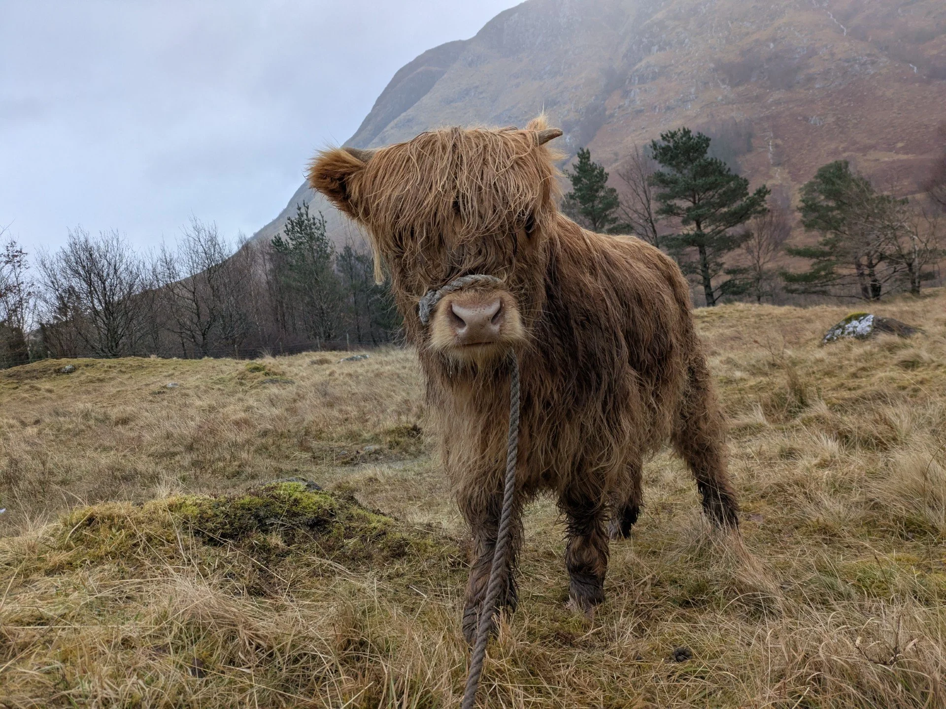 Fearna of Glen Nevis