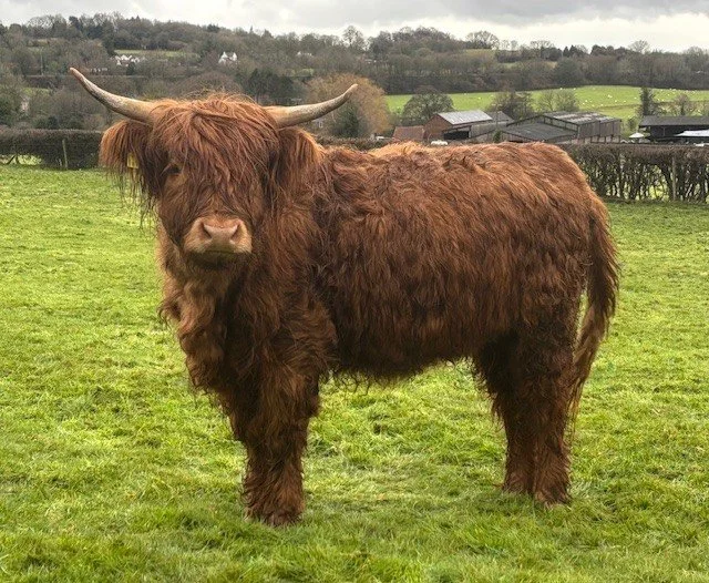 Chadwick Female 2.jpg