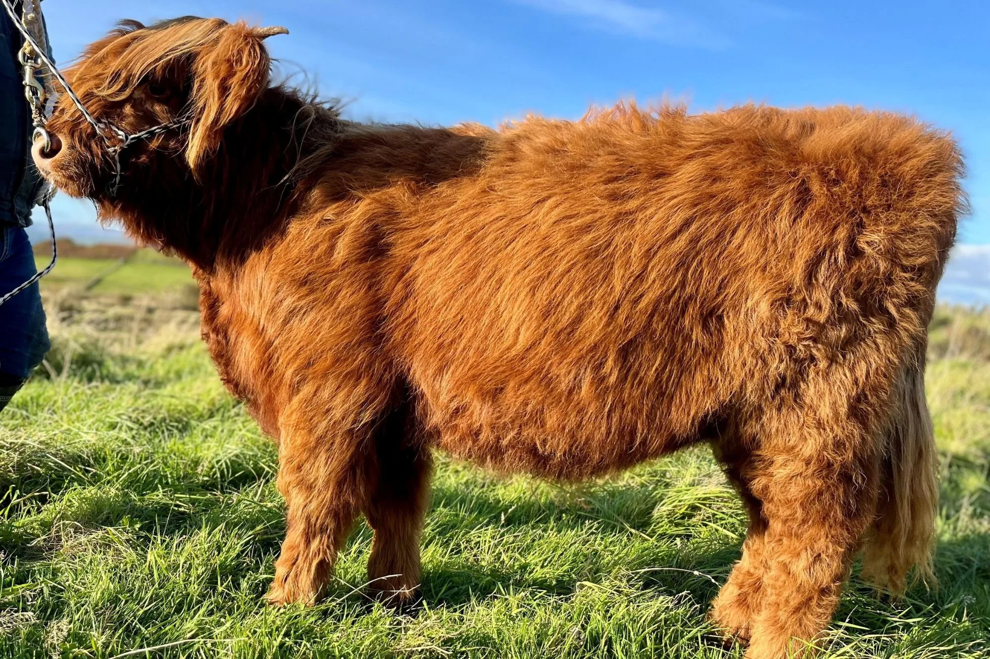 Lot 70 - Saskia 5th of Ardentraive