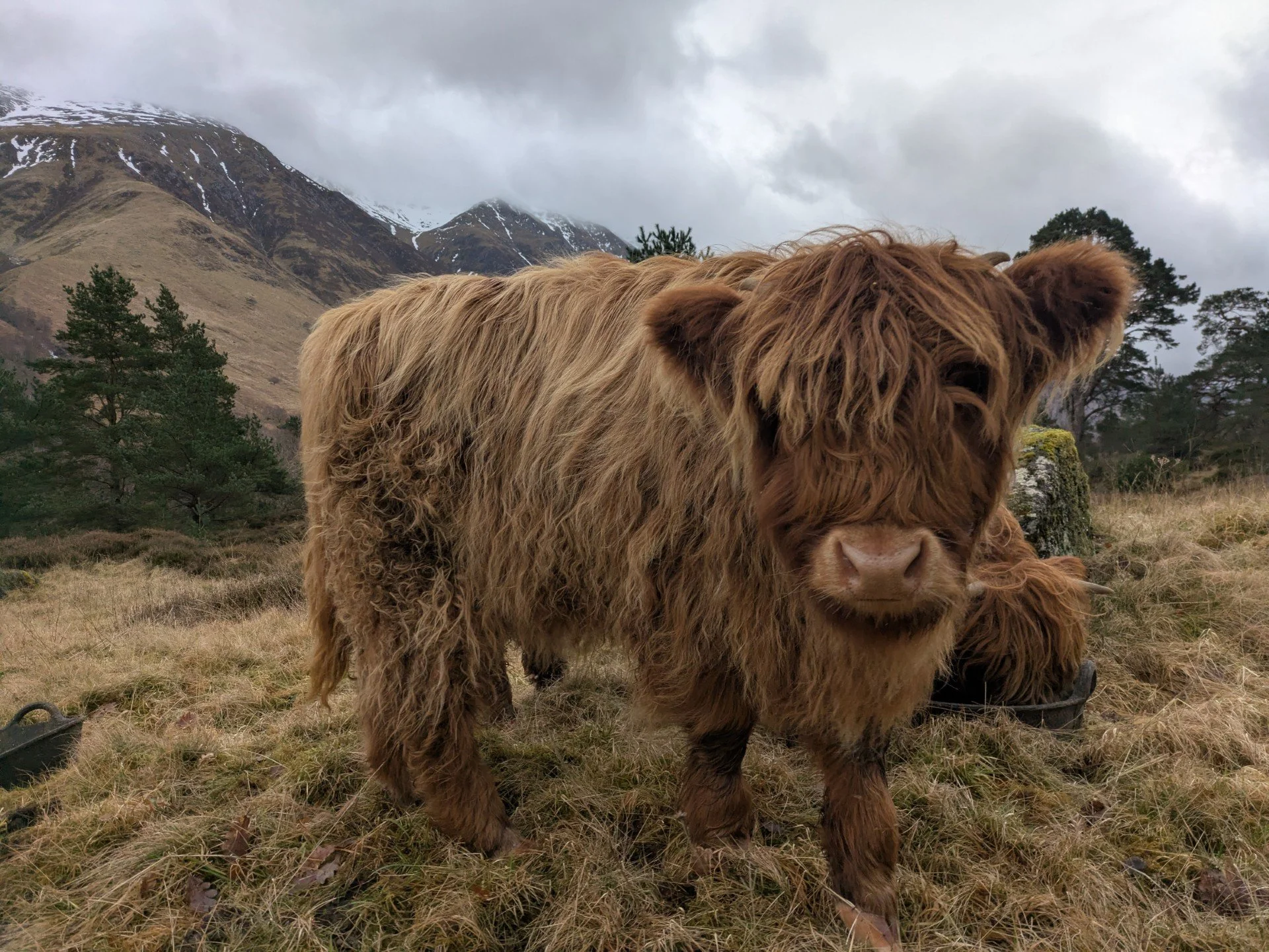 Fraoch Faoilte of Glen Nevis