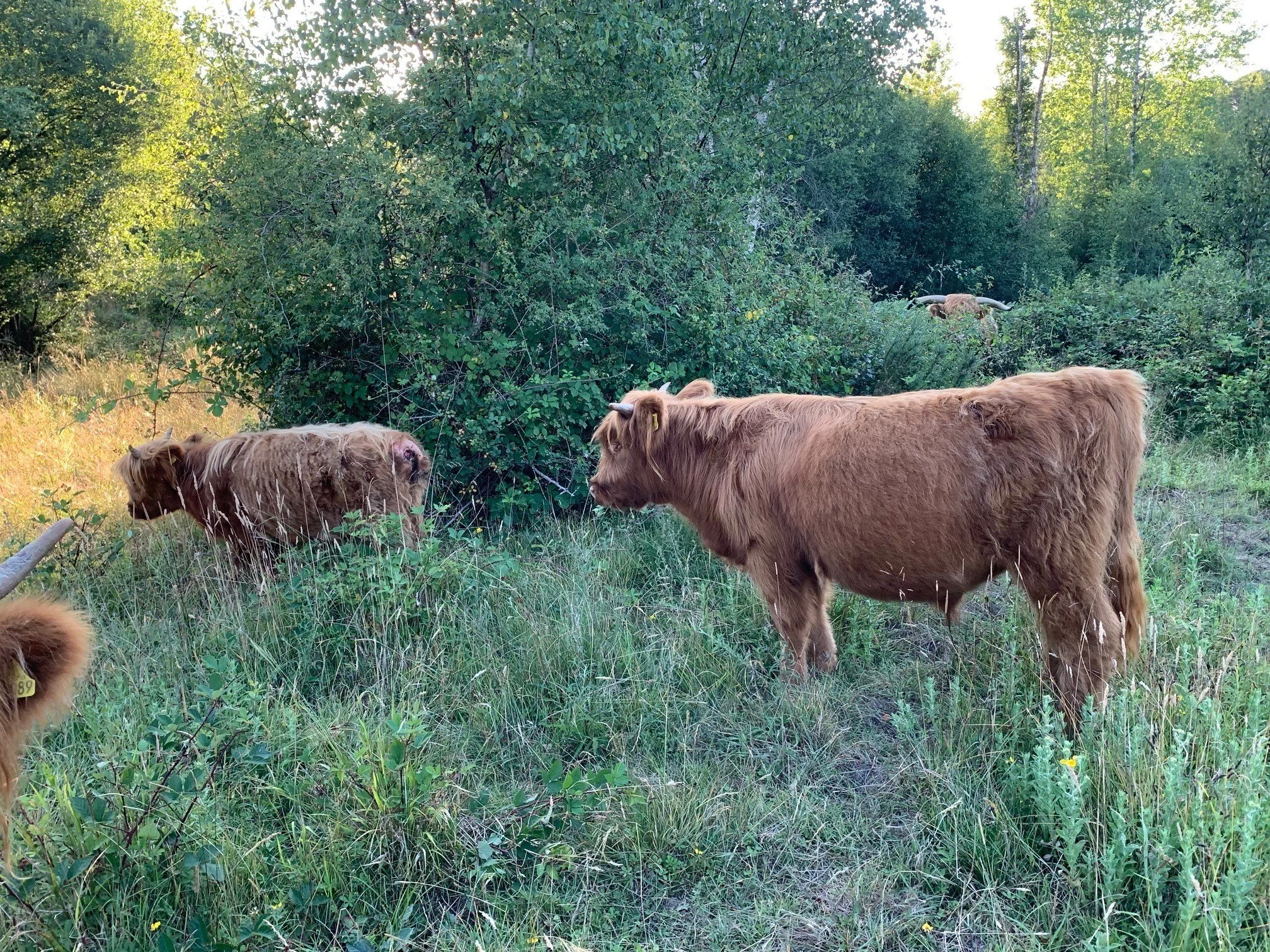 Two yearlings for sale (West Dorset)