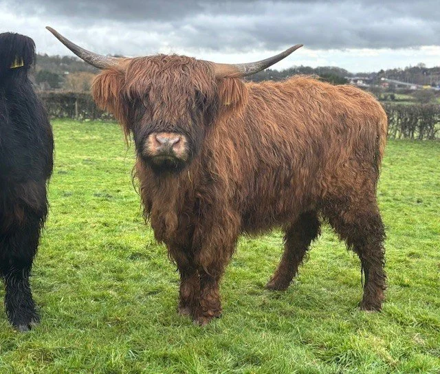 Chadwick Females 3.jpg