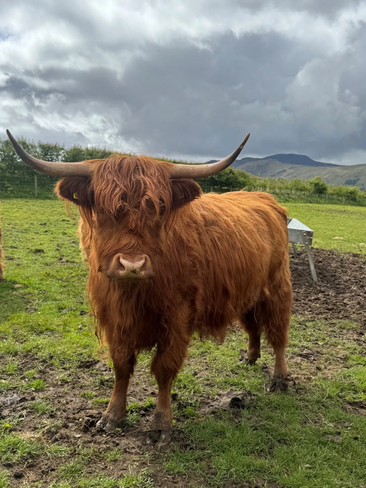 burns-fold-cattle-for-sale-1.jpg