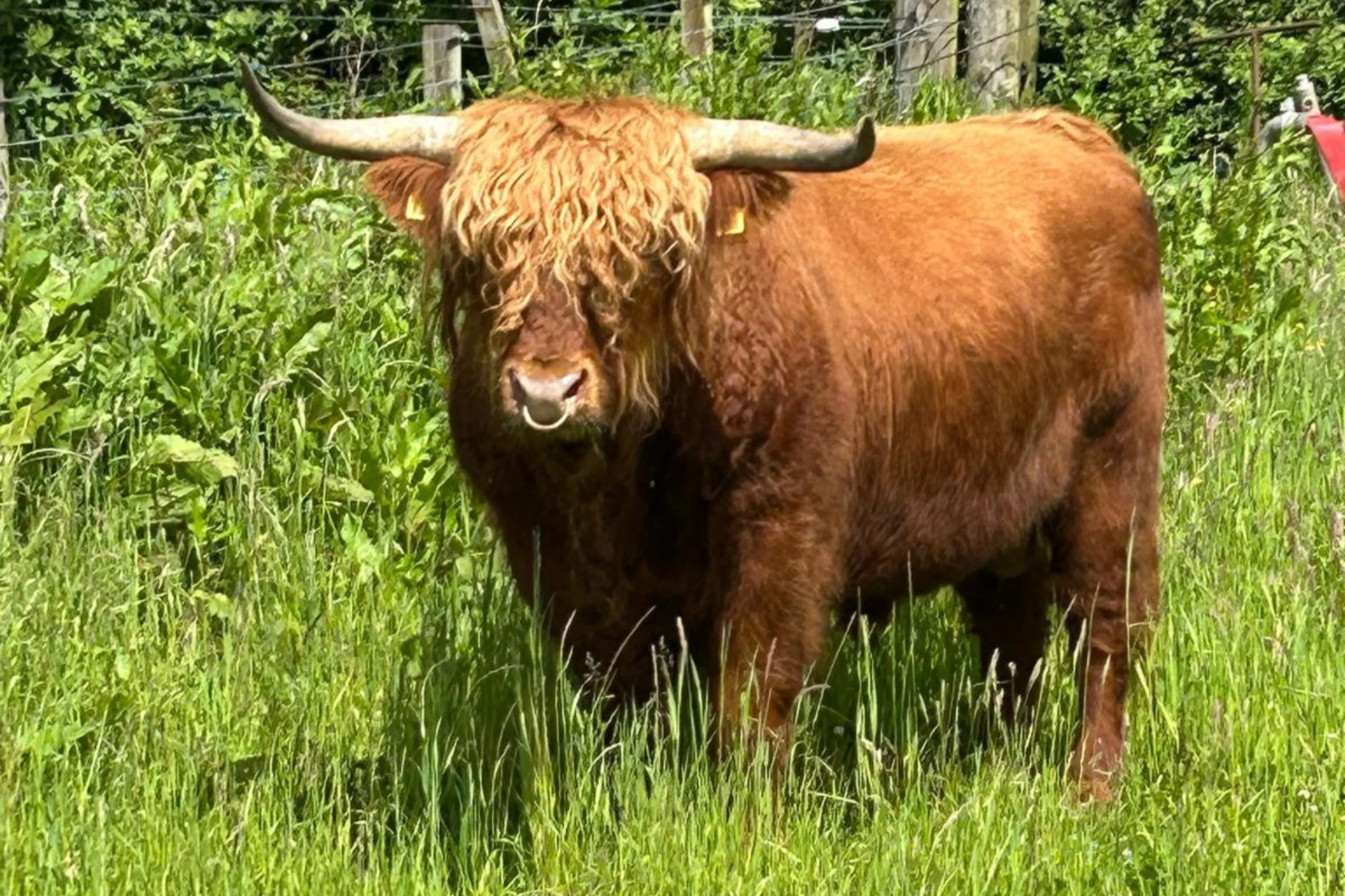 Bull for sale (Cennard of Craigowmill)