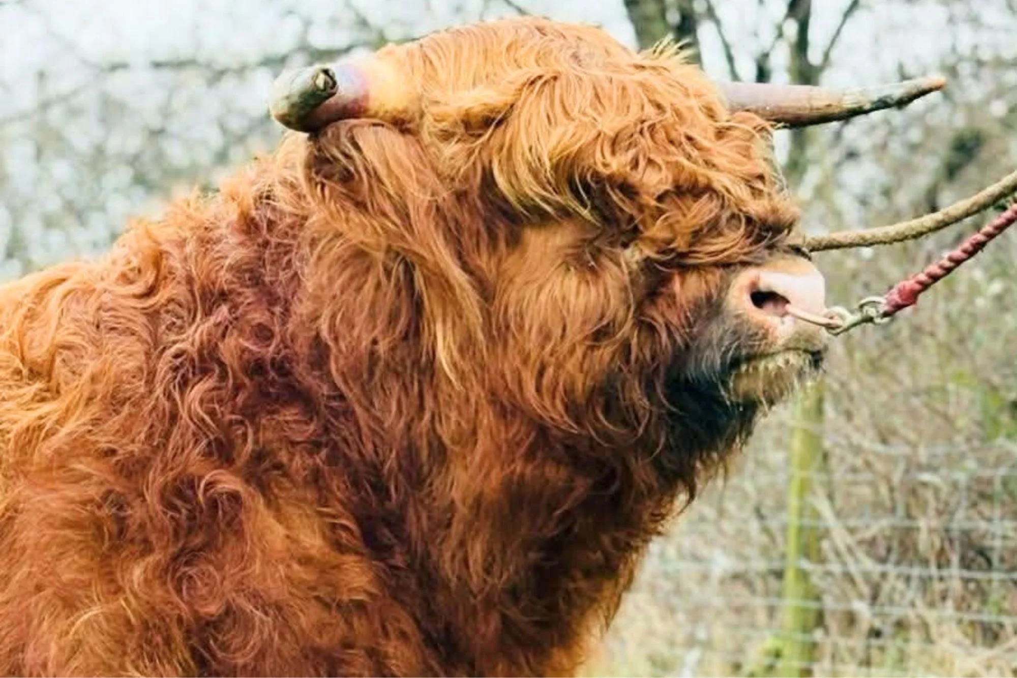 Lot 17 - Gille Ruadh of Airyolland