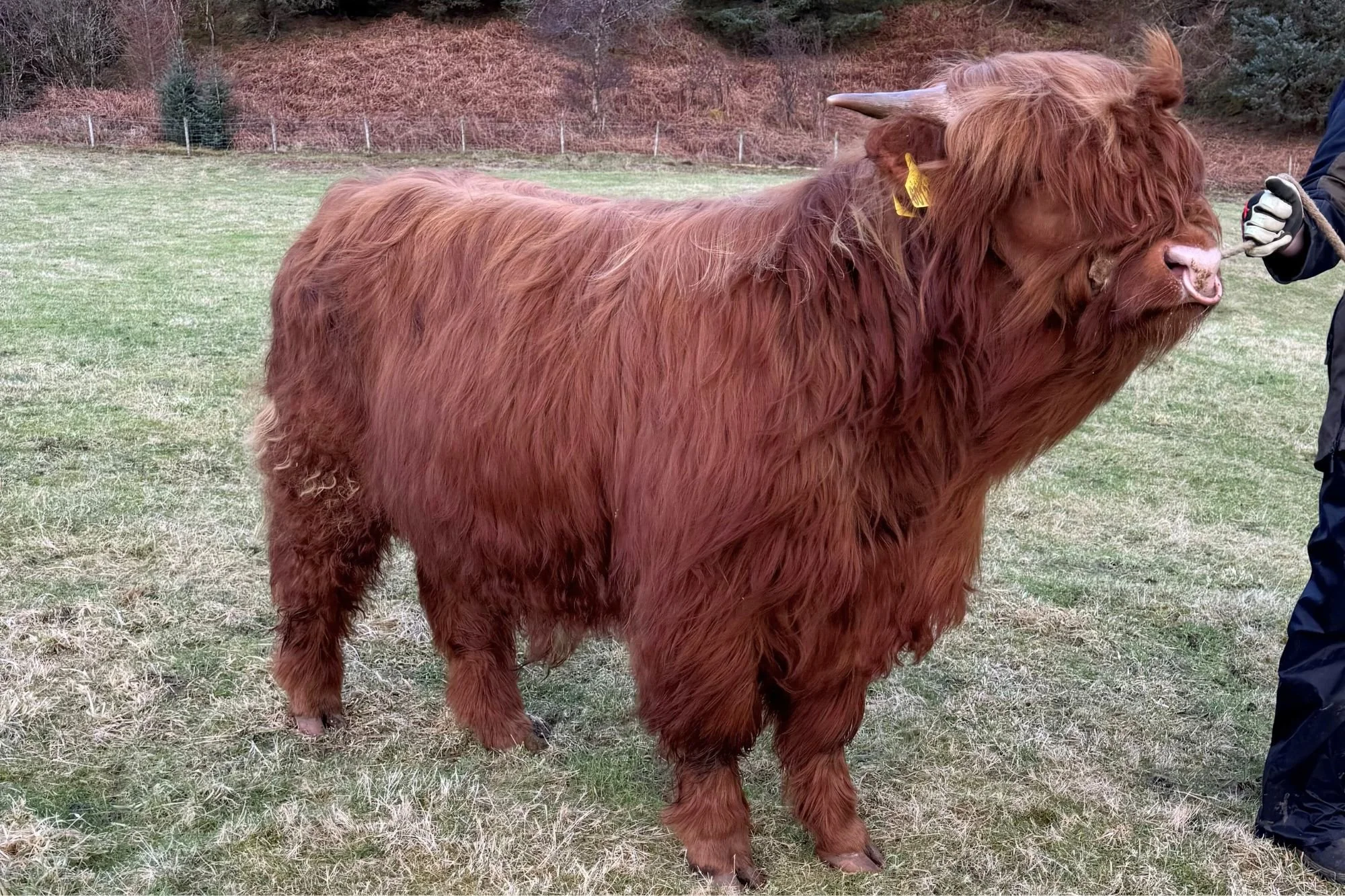 Lot 46 - Seumas Ruadh of Dunach