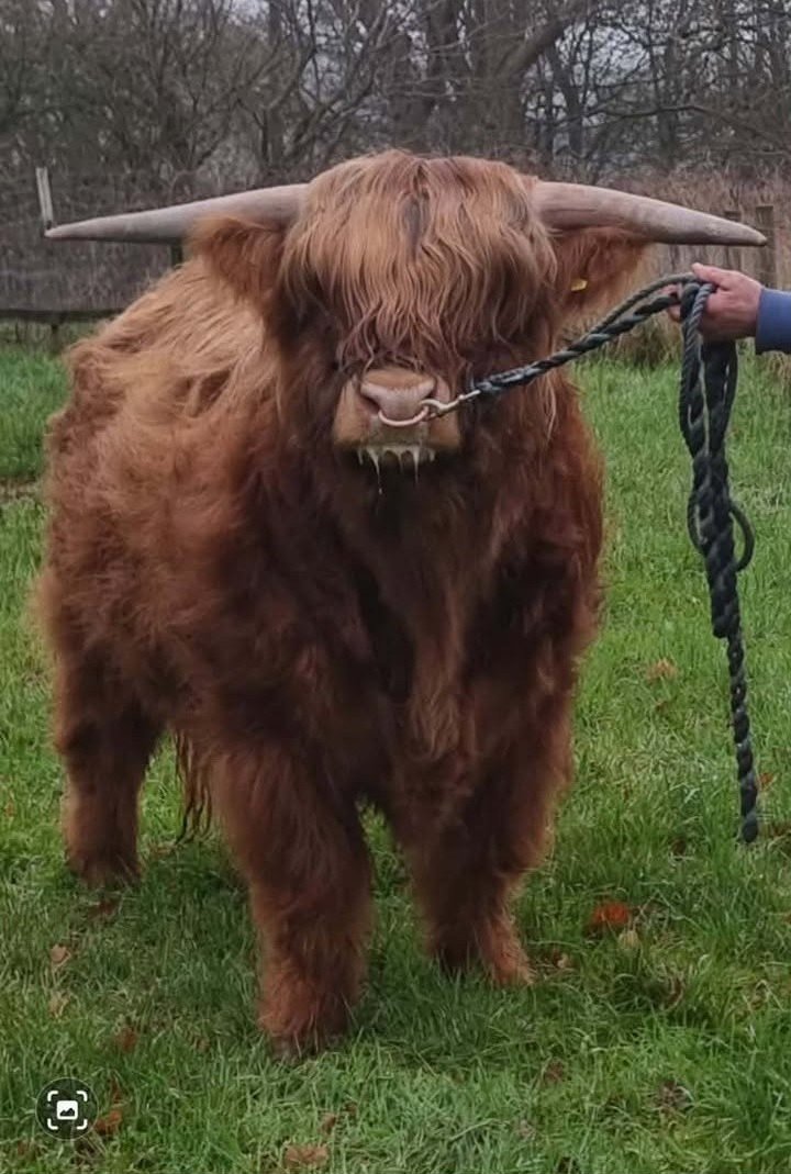 Lot 10 - Ivor of Douglas.jpg