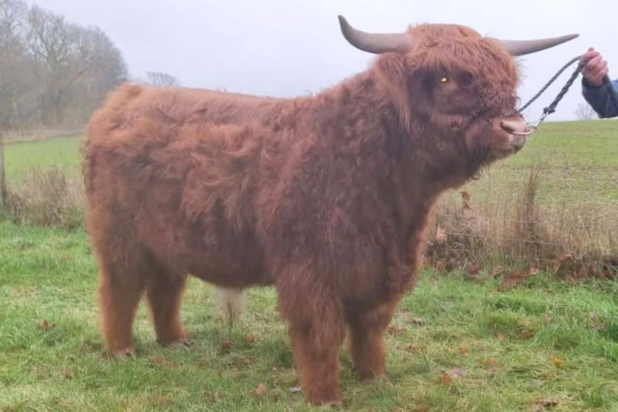 Lot 22 - Angus of Tweedglen