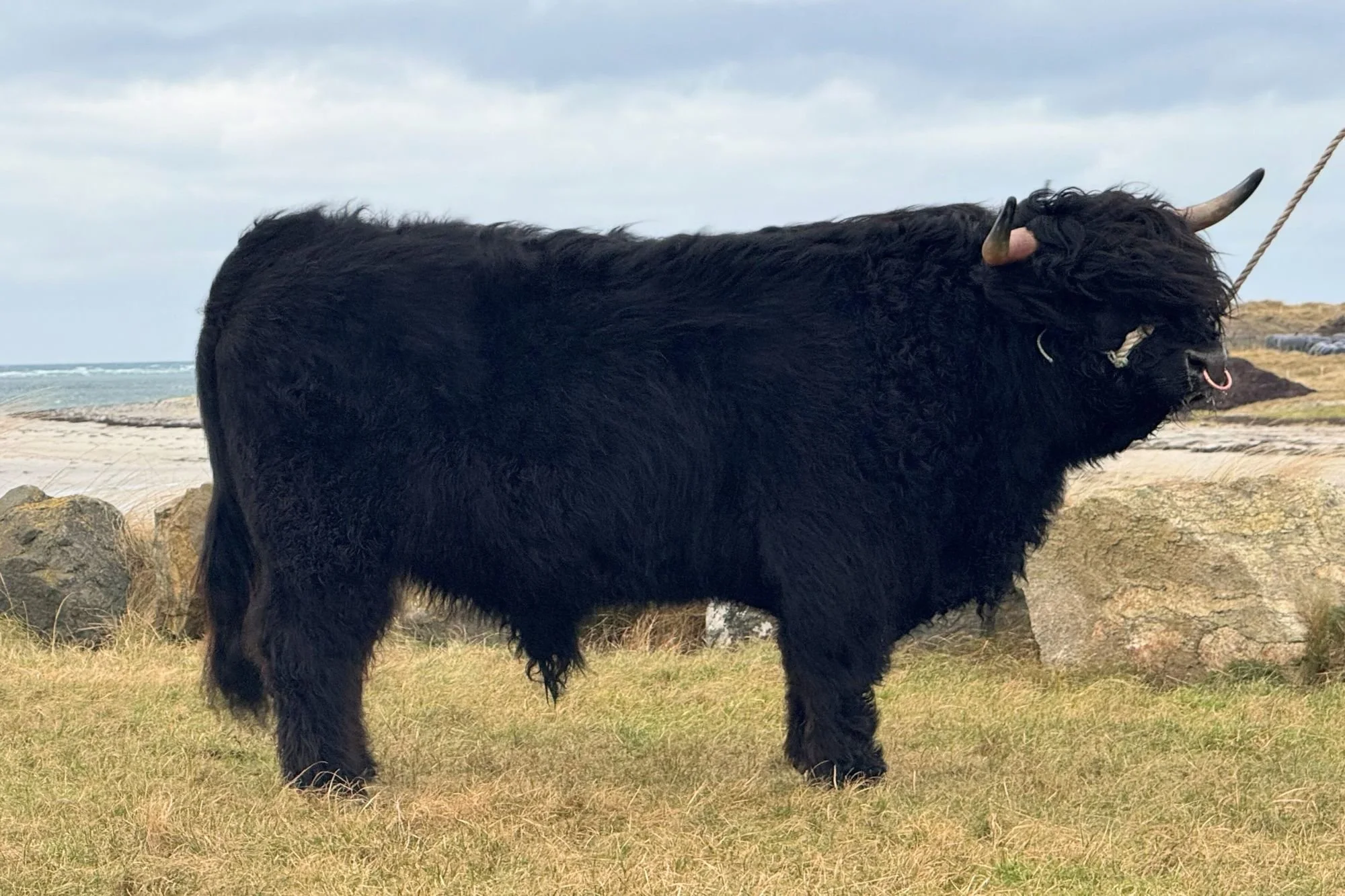 Lot 36 - Muran Ruaridh of Ardbhan