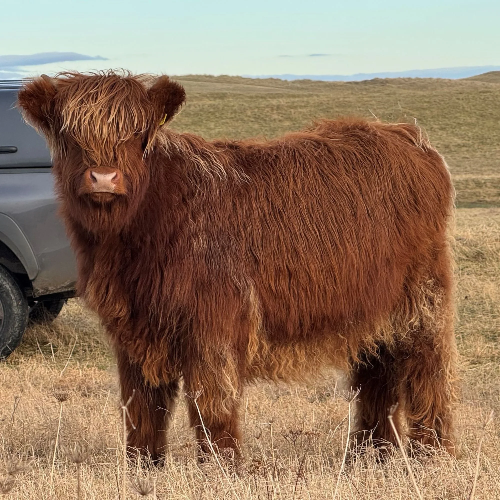 Lot 81 - Fraochan Foiseil of Ardbhan