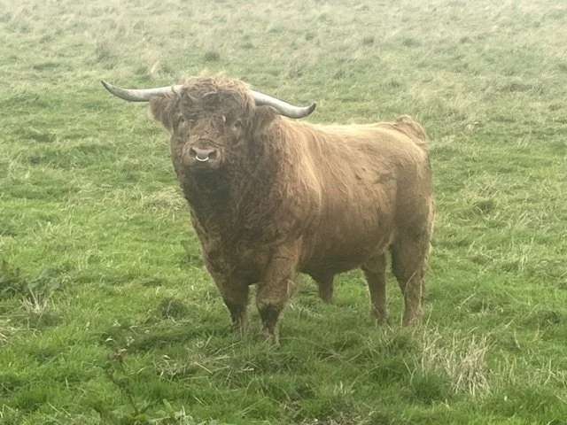 Ruaridh of Rannoch