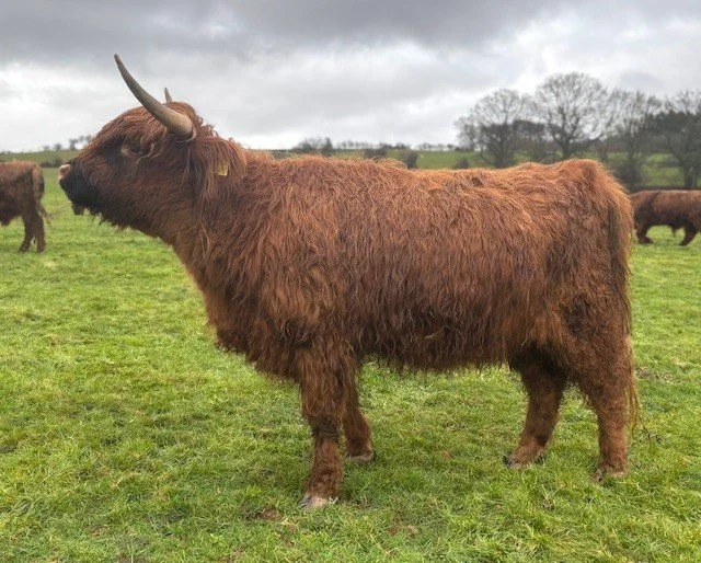 Chadwick Females 4.jpg