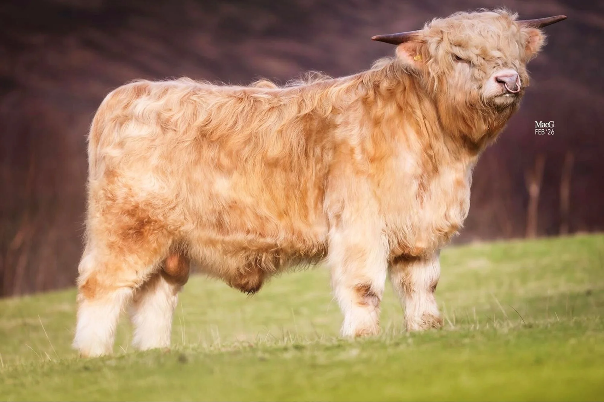 Lot 43 - Adam 1st of Brindle Point Croft