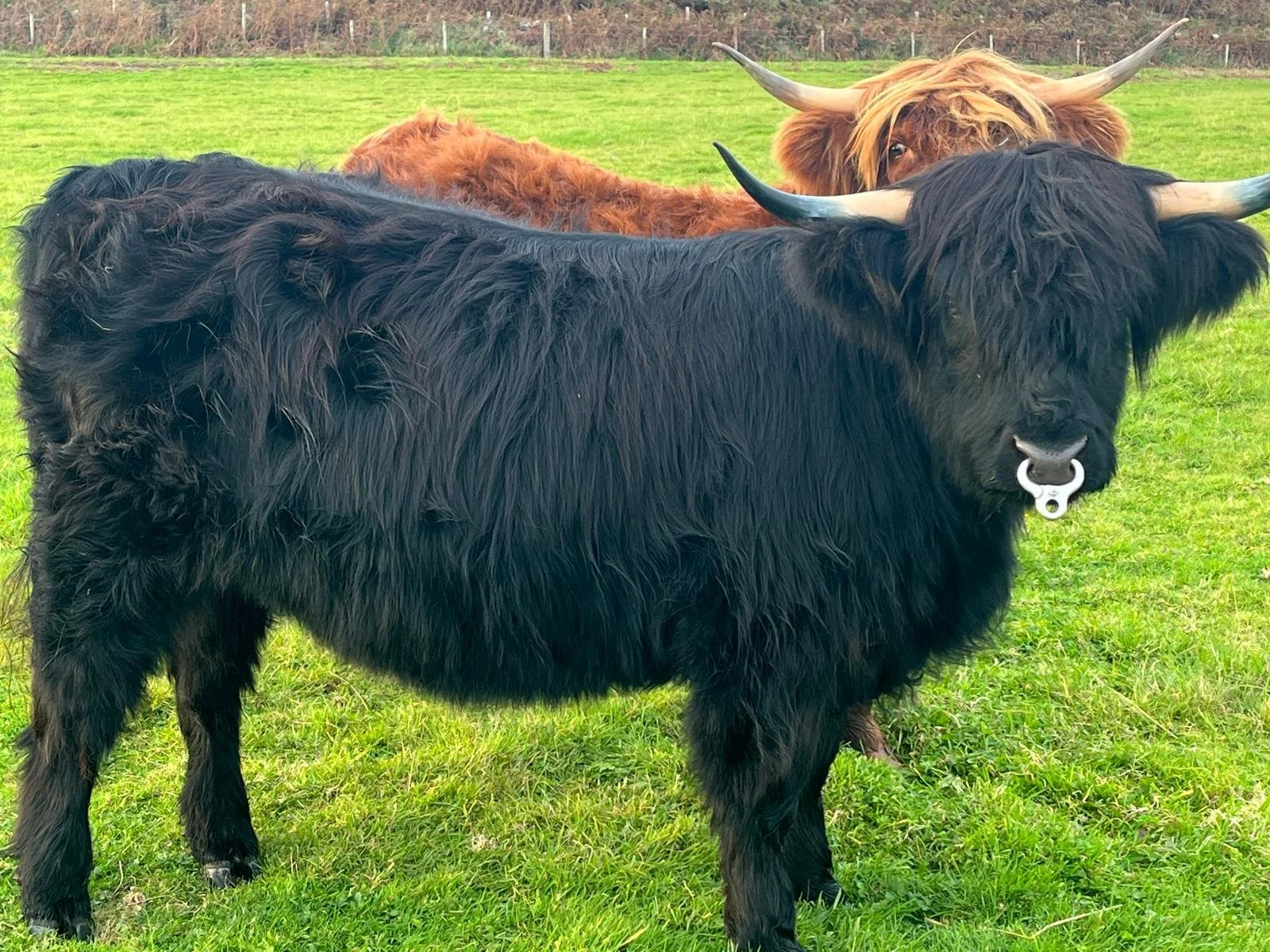 Lot 43 - Mabel of Somerled