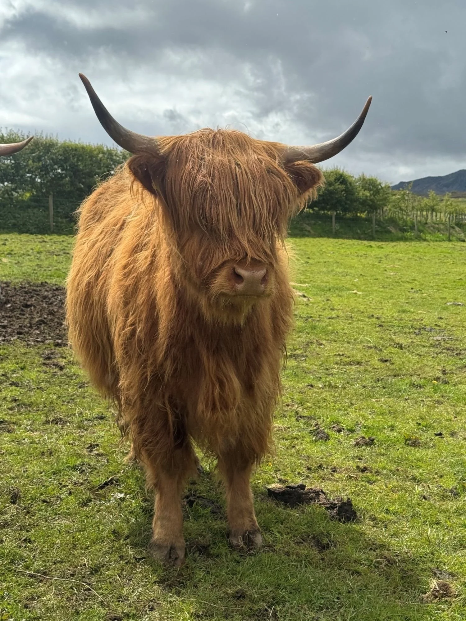 burns-fold-cattle-for-sale-4.jpg