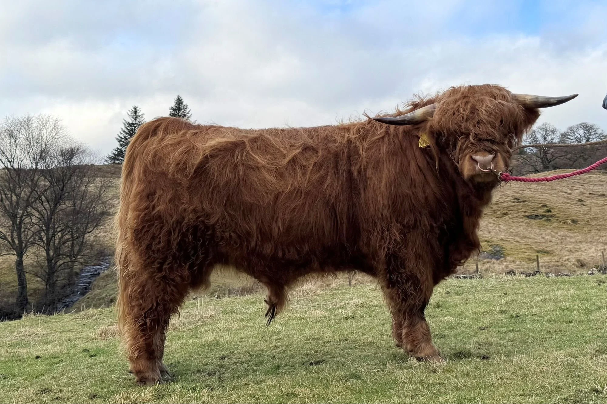 Lot 3 - Macaomh of Dunach