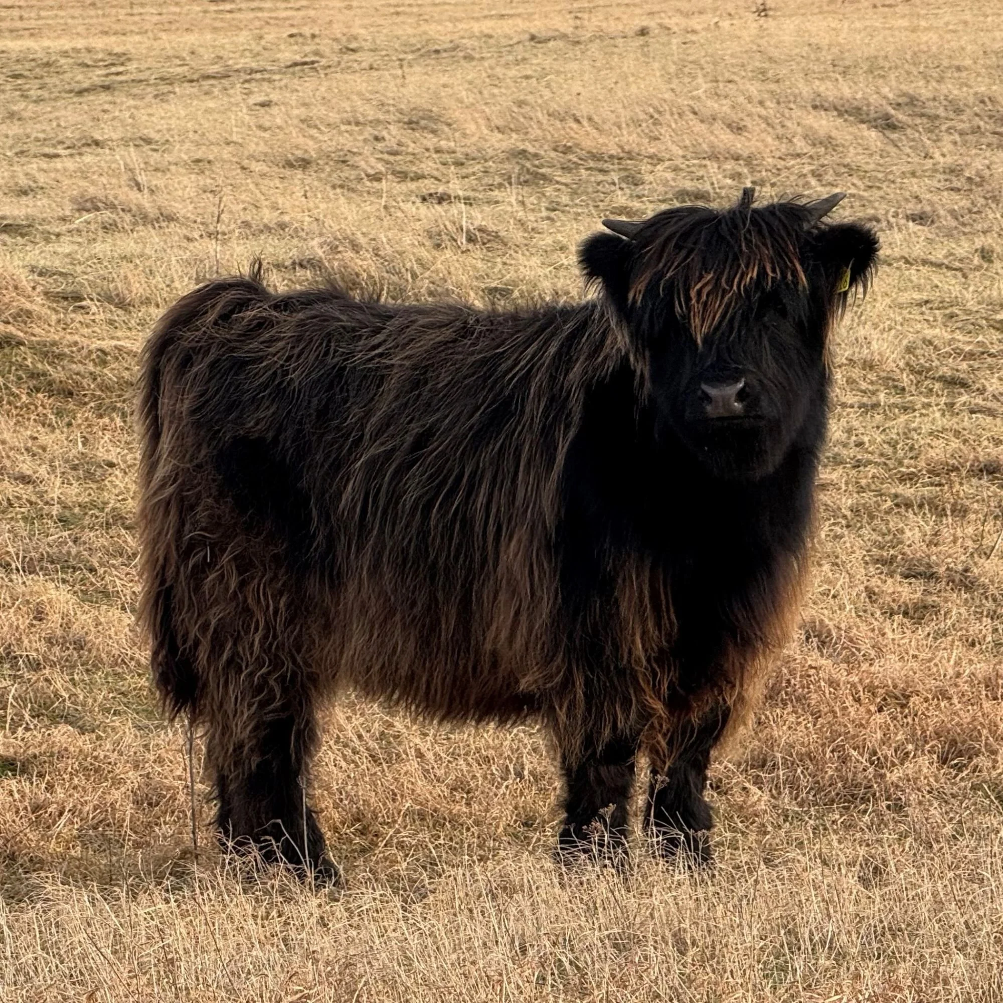 Lot 85 - Beitiris Boidheach of Ardbhan