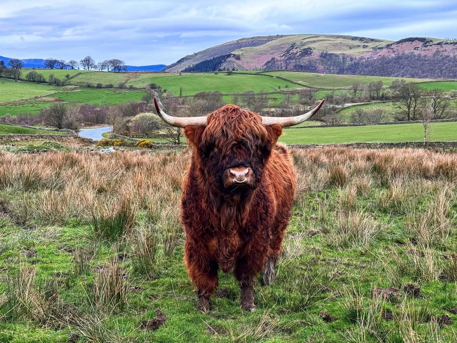 Bull for sale (Lake District)