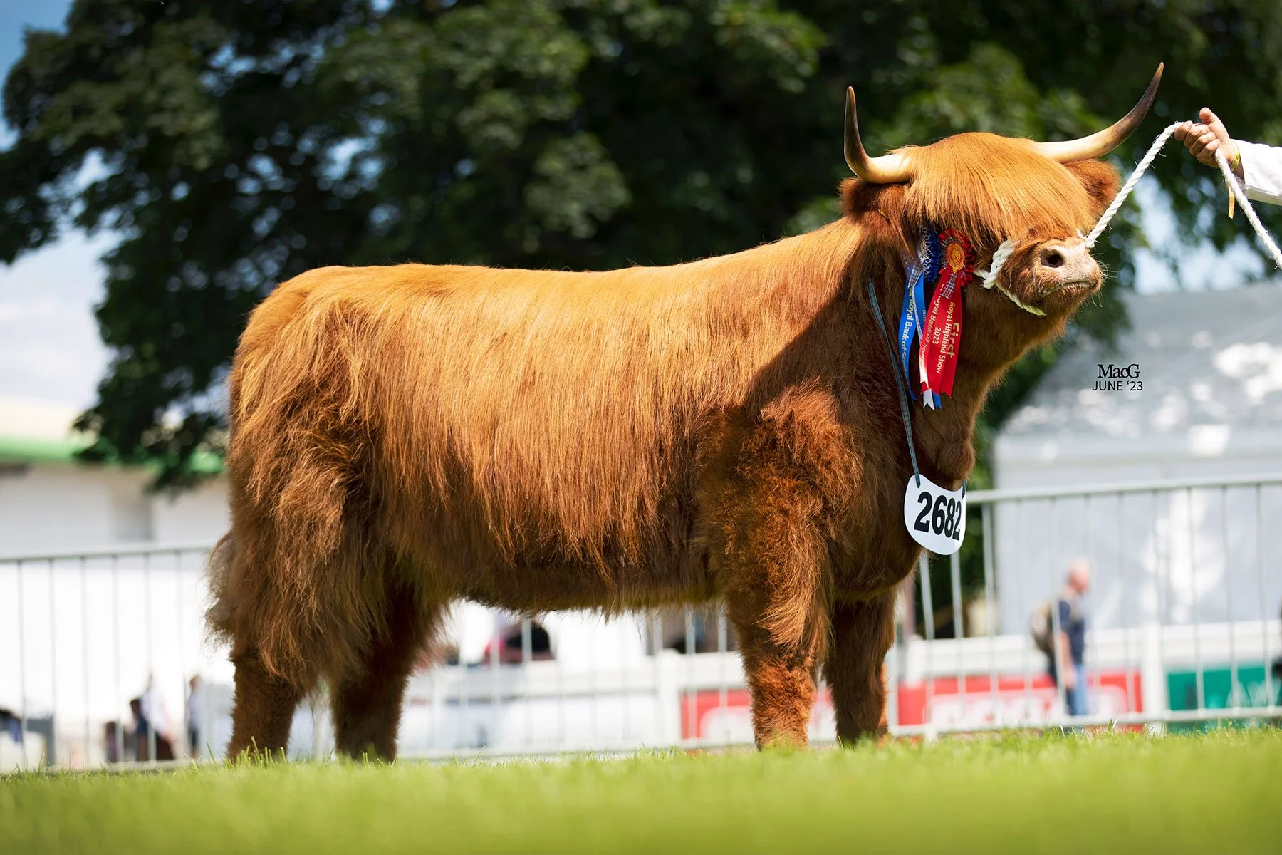 Royal Highland Show 2023 Highland Cattle Society royal-highland-show-2023-highland-cattle-society