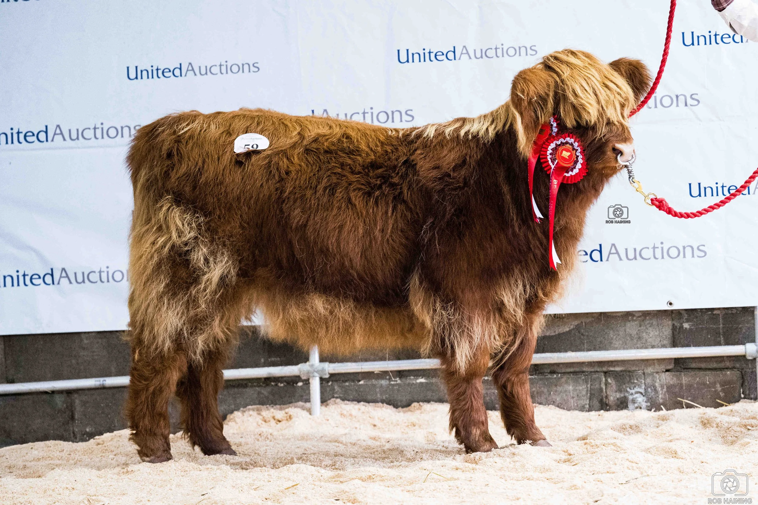 Top calf in sale, Ila Dhearg 3rd of Applecross