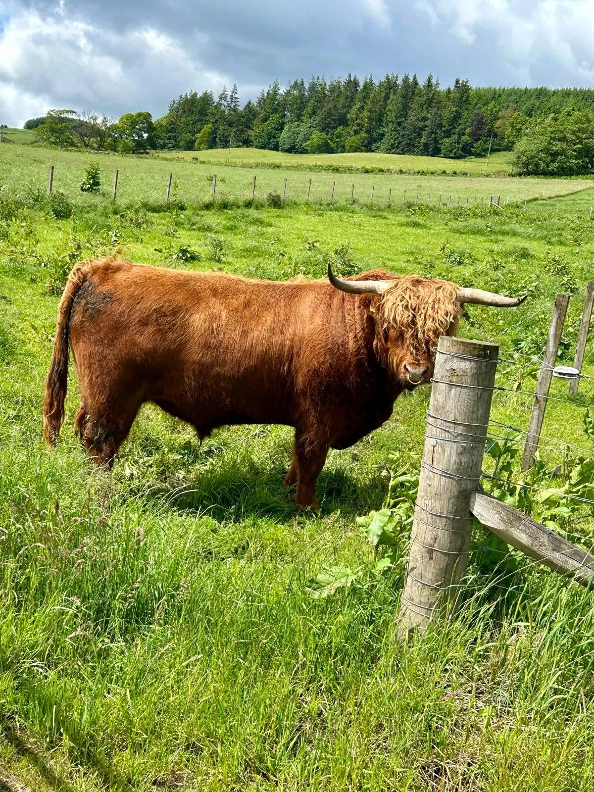Cennard of Craigowmill