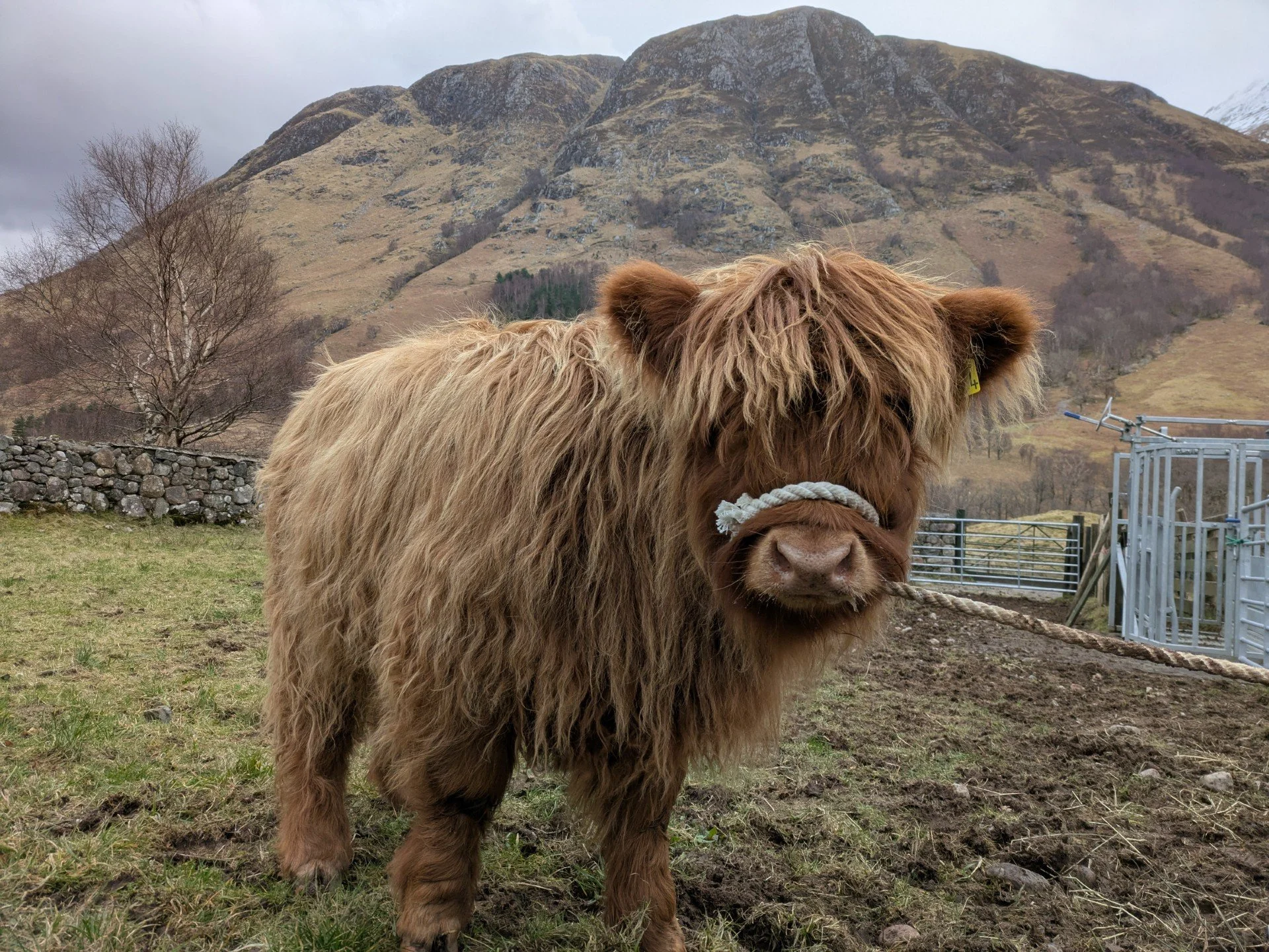 Fraoch Faoilte of Glen Nevis