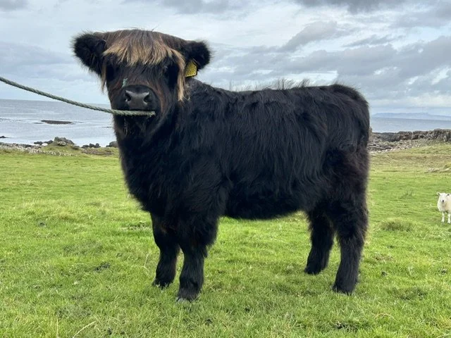 Robina Sosanag 4th of Cailaich