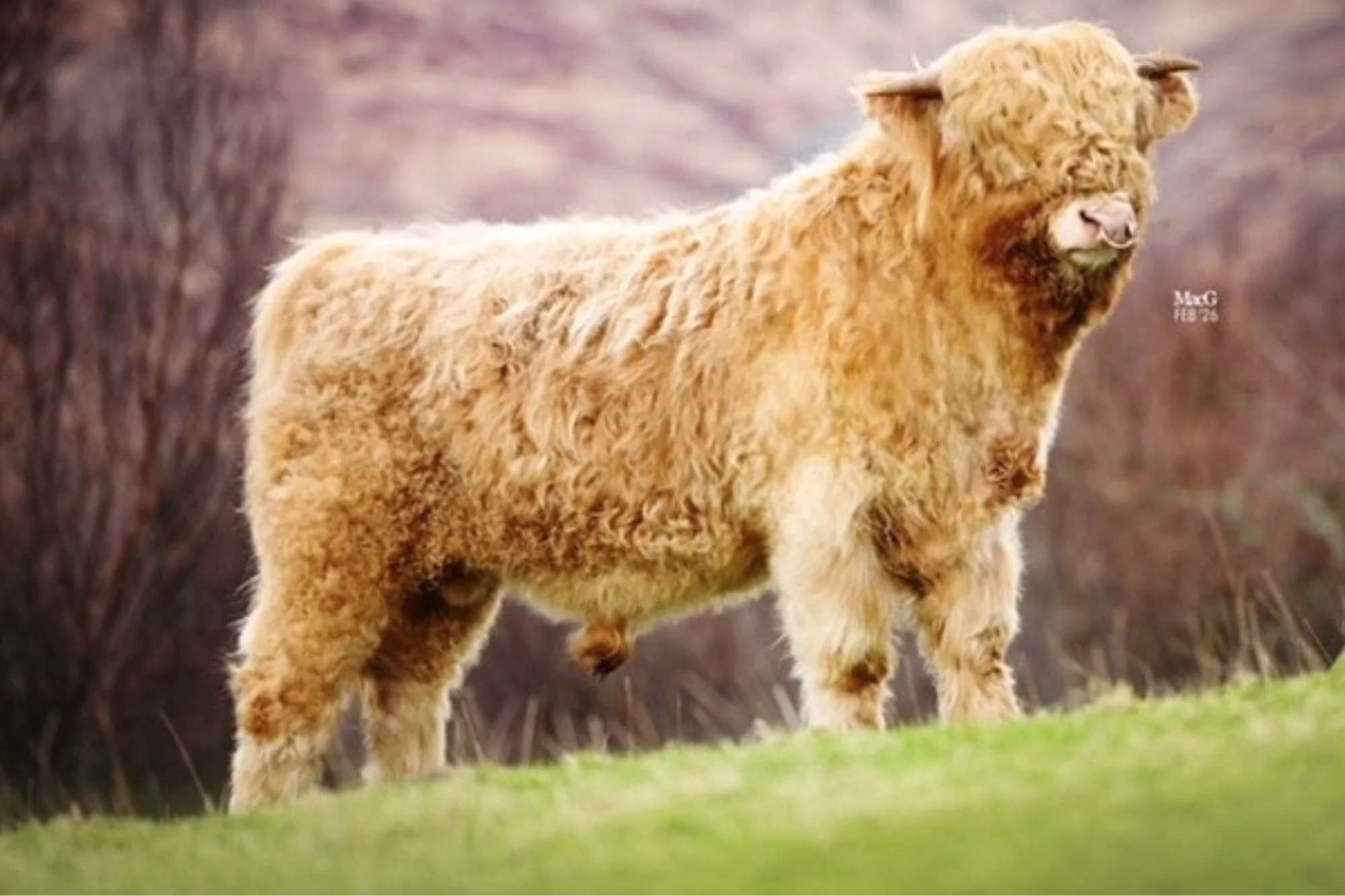 Lot 47 - Kirkiboist of Brindle Point Croft