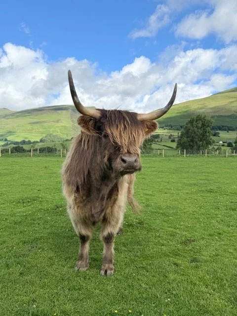 burns-fold-heifers-for-sale-3.jpeg