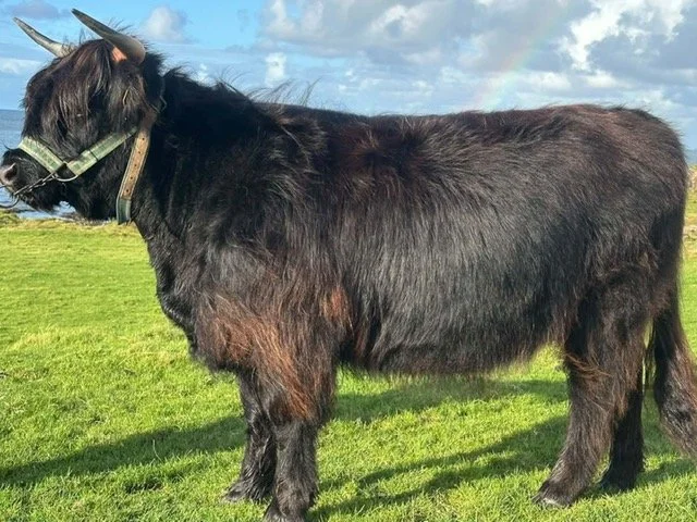 Bana Phrionnsa Dubh 7th of Cailaich