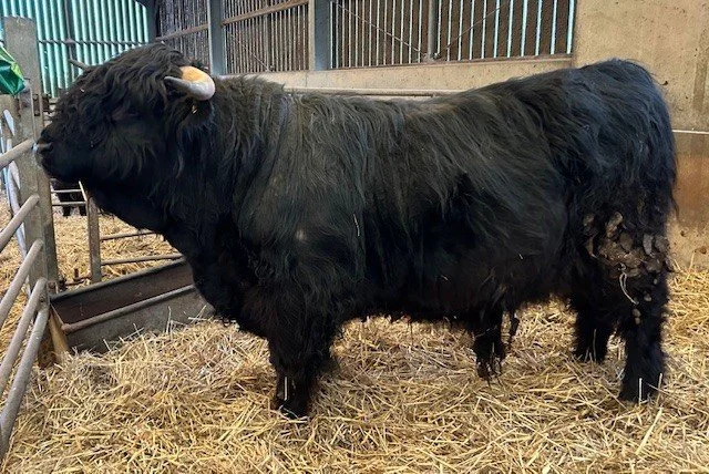 Bulls for sale (Worcestershire)